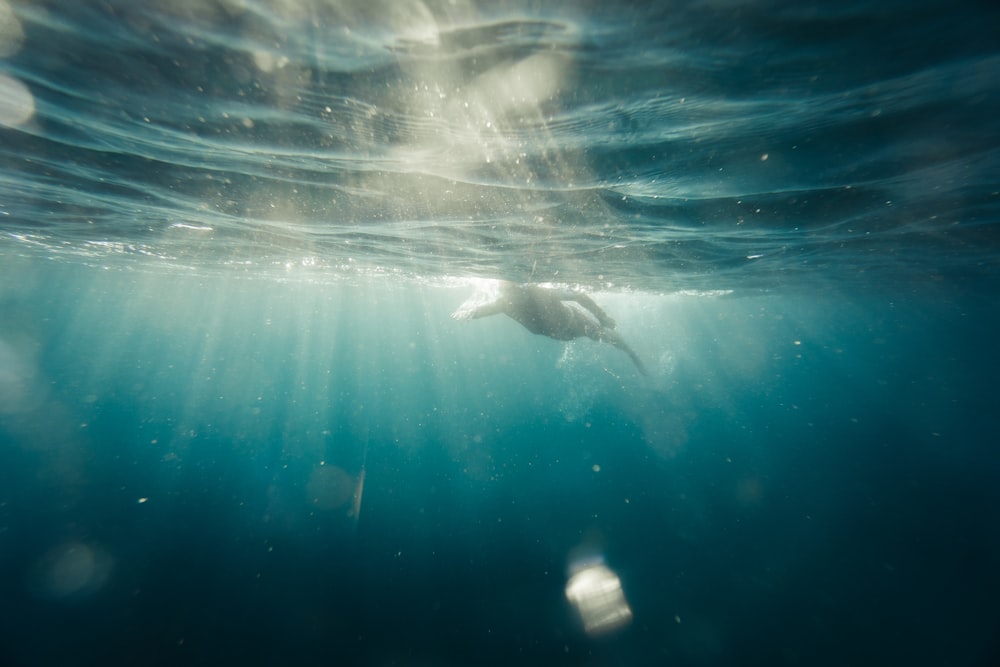 underwater photography of man swimming