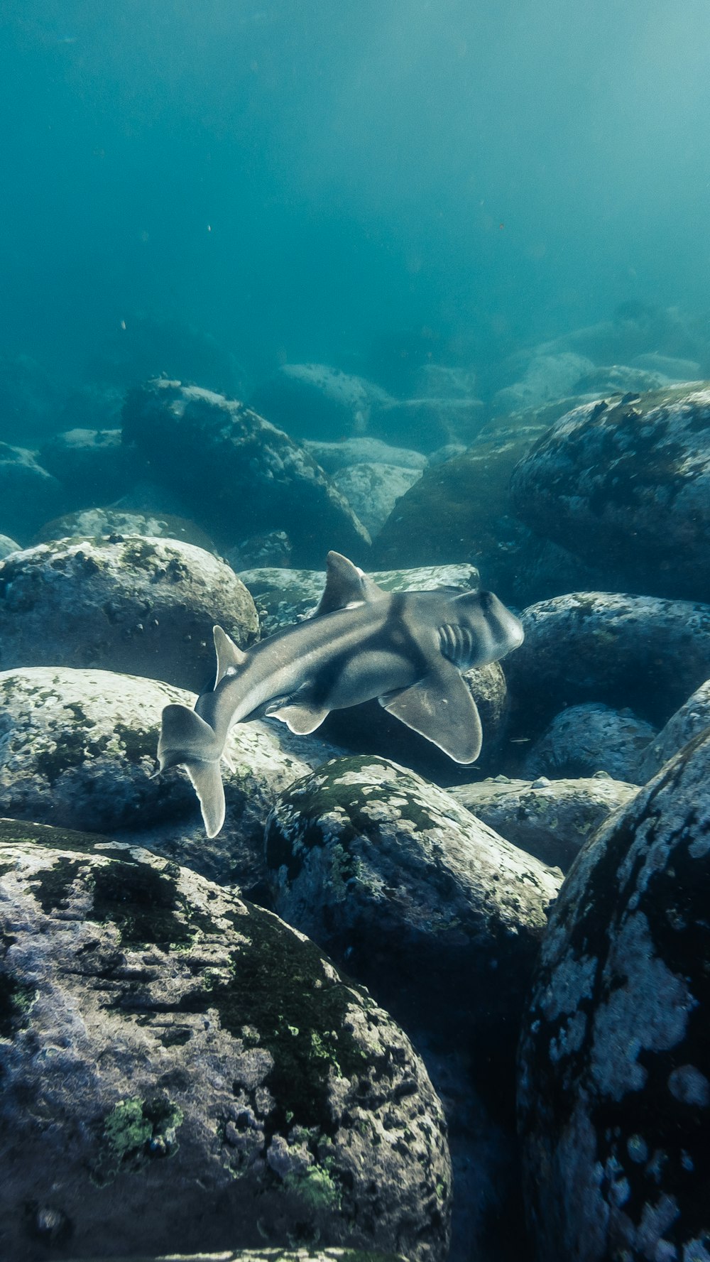 gray and white shark on black and gray rock