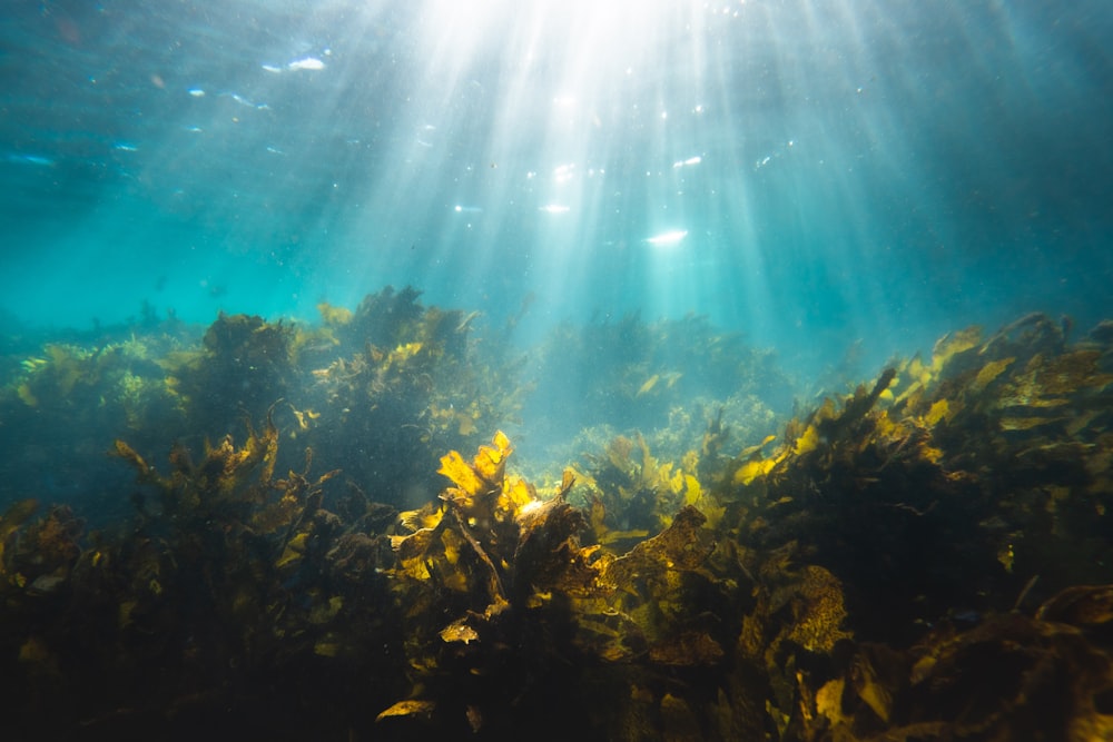 Arrecife de coral marrón bajo el cielo azul