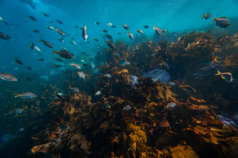 A school of fish in deep blue water