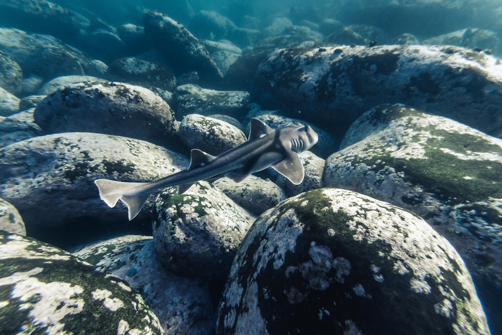 gray and white fish on gray and black stone