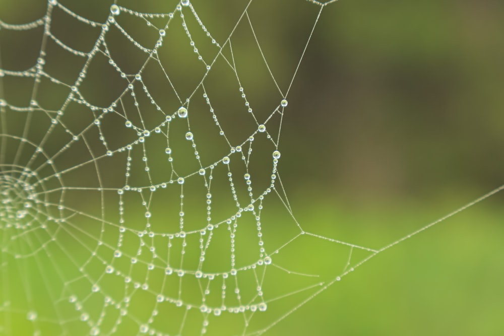 spider web in close up photography