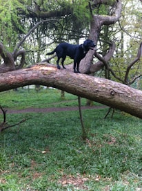 A black dog stands confidently on a large, fallen tree branch in a lush, green forest. The background is filled with dense foliage and a pathway lined with grass and small plants. The scene conveys a sense of adventure and nature.