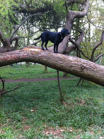 A black dog stands confidently on a large, fallen tree branch in a lush, green forest. The background is filled with dense foliage and a pathway lined with grass and small plants. The scene conveys a sense of adventure and nature.