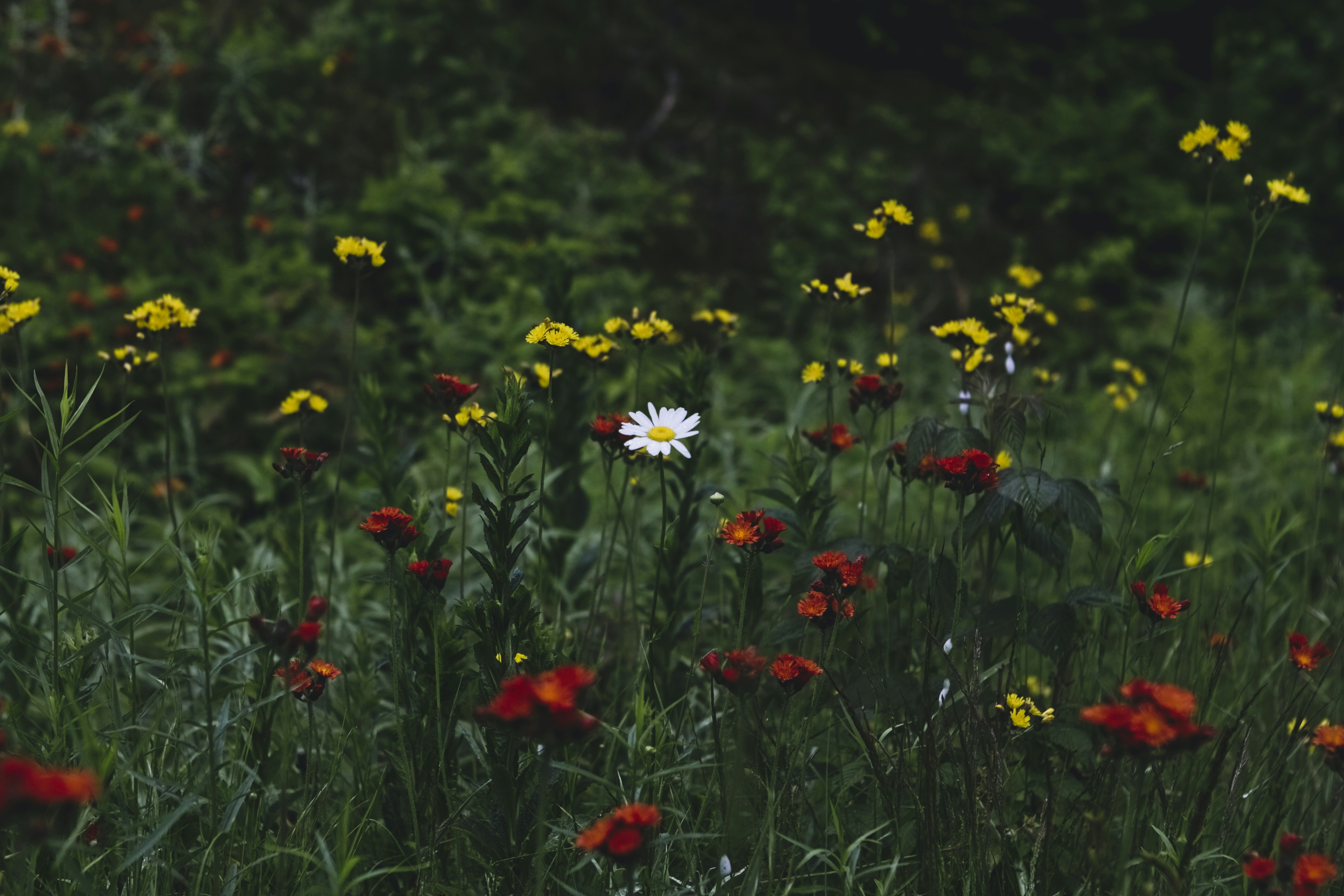 Photo by olivierbeaulieu