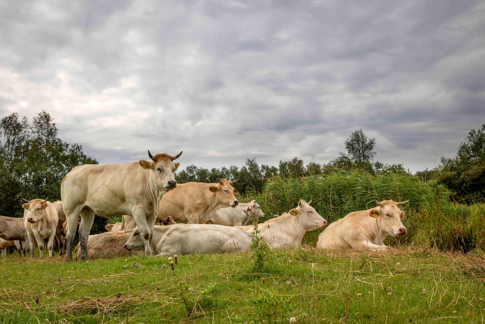 herd of white and brown cow on green grass field under white clouds during daytime