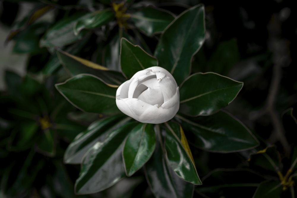 white flower in green leaves