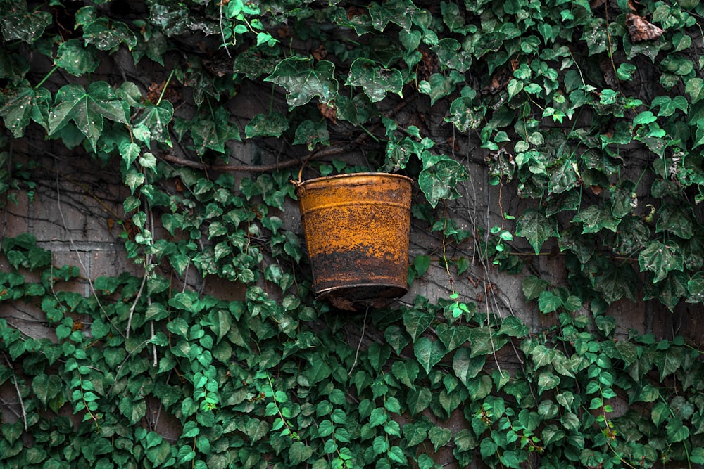 brown metal bucket on green leaves
