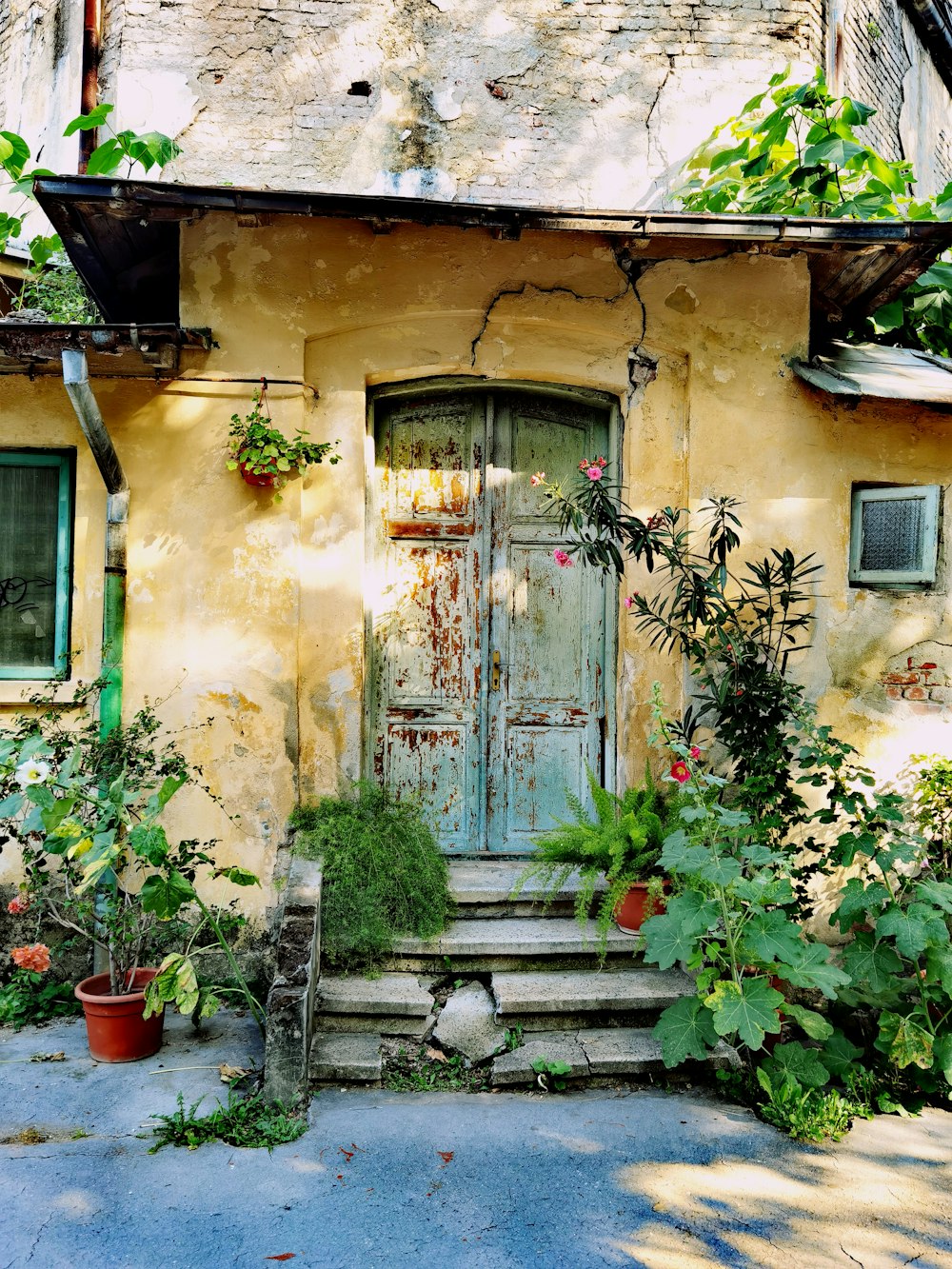 blue wooden door with green plants