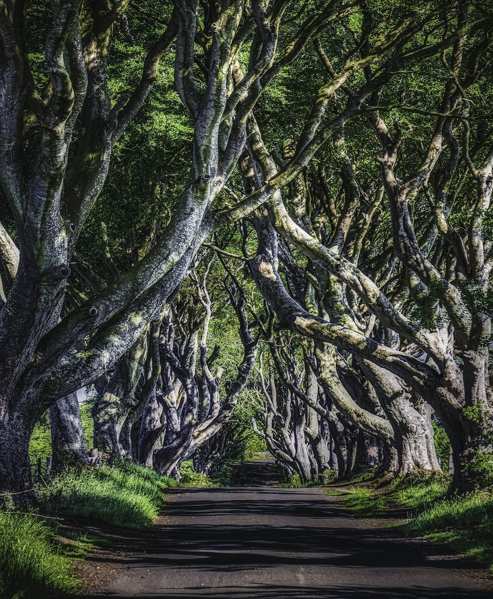 Arbres bruns sur un champ d’herbe verte pendant la journée