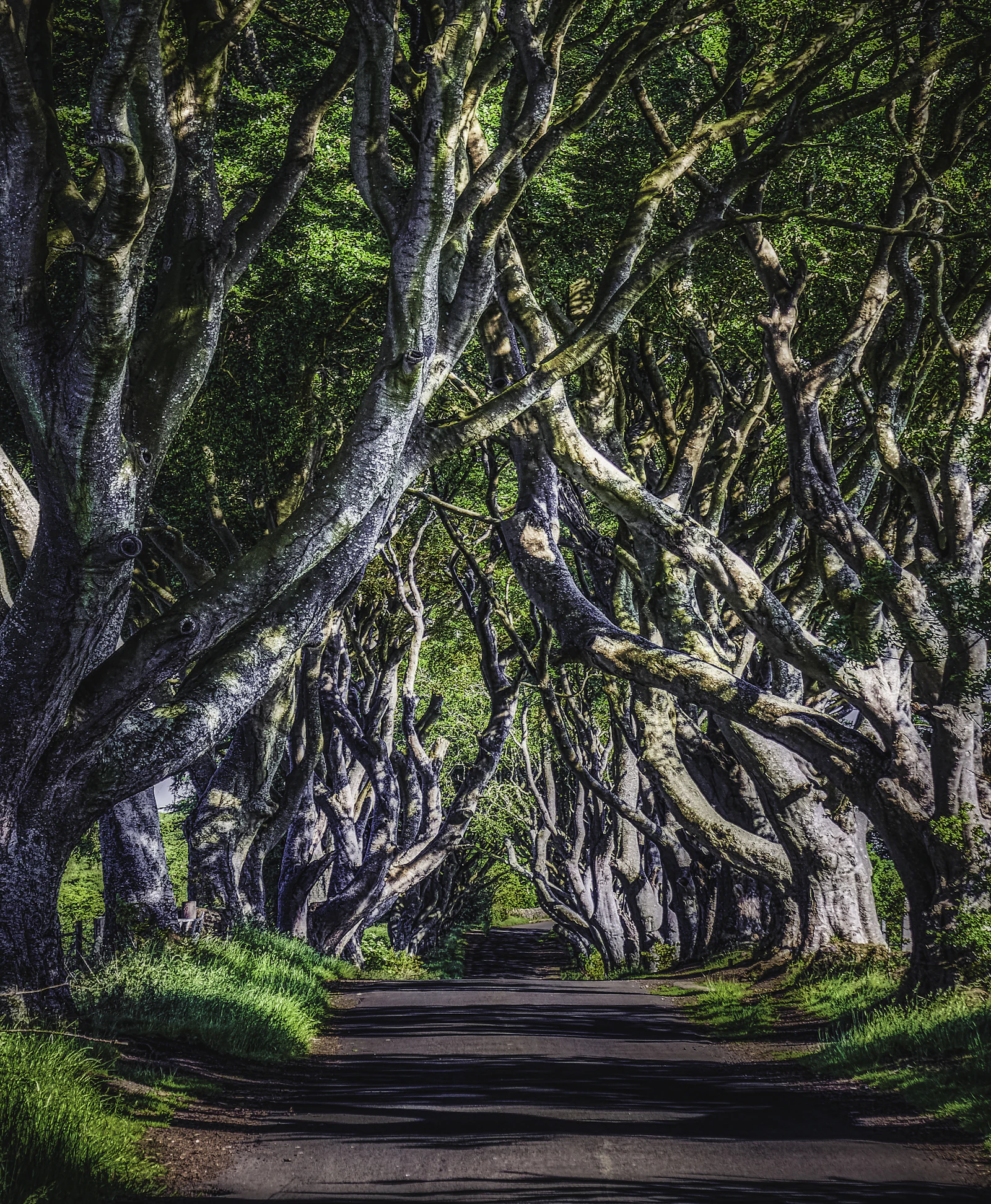 The Dark Hedges beech tree avenue, Northern Ireland