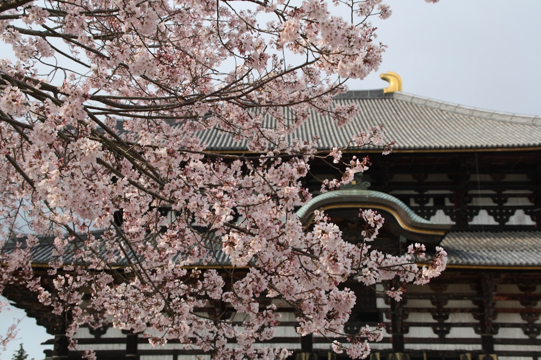 Temple photo spot Tōdaiji Byōdō-in