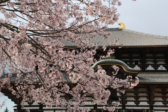 cherry blossom tree near brown wooden fence in Tōdai-ji Japan
