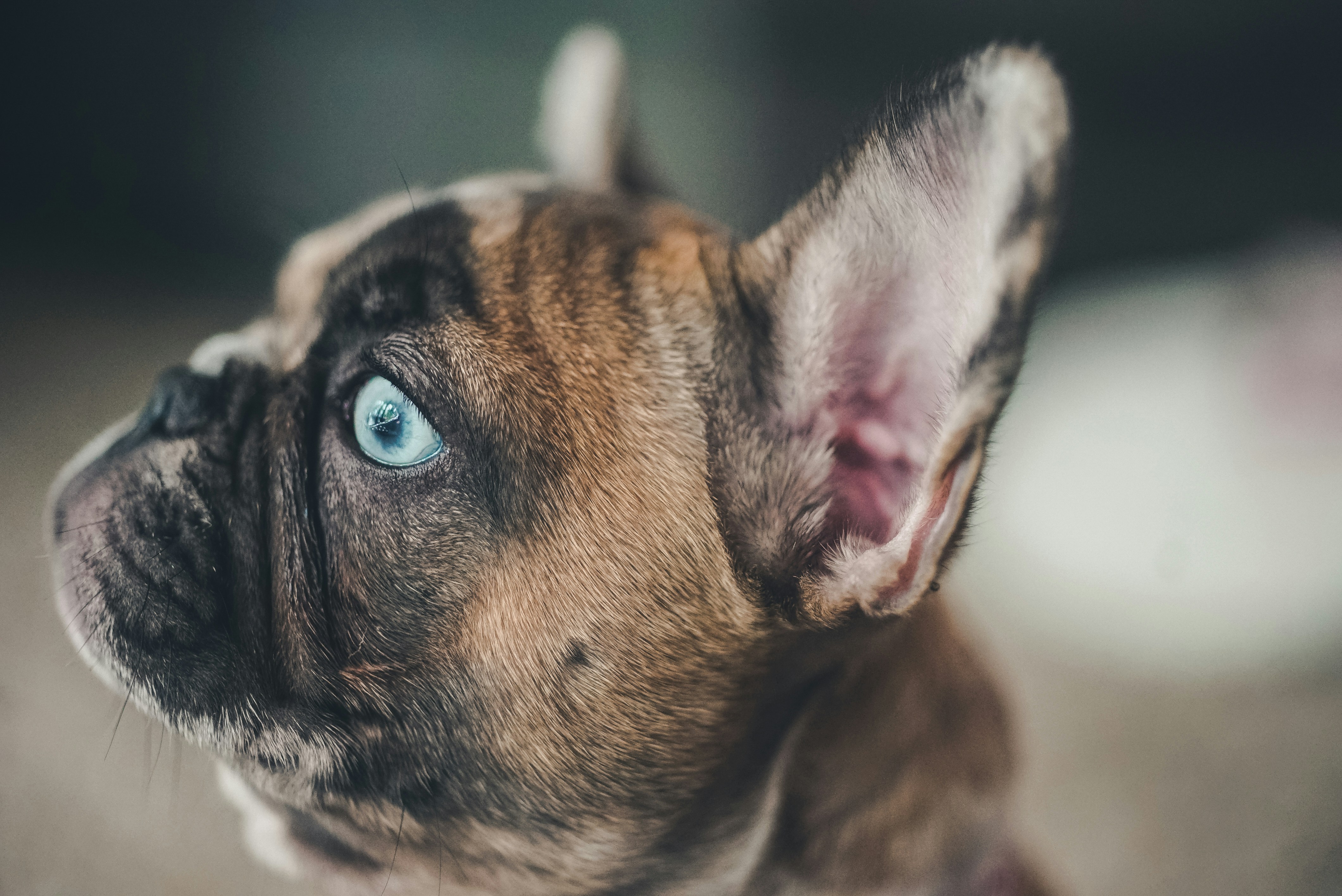 chien à poil court brun et noir