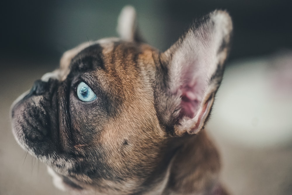 brown and black short coated dog