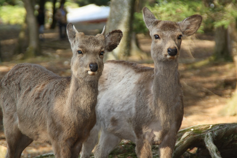 brown deer on green grass during daytime