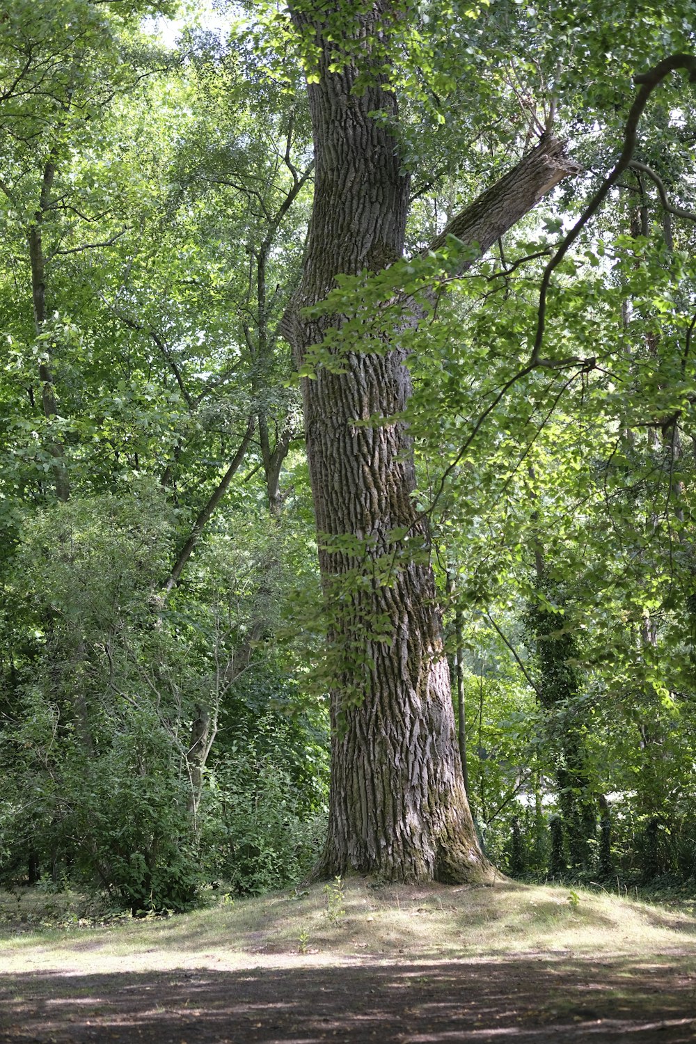 green and brown trees during daytime