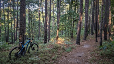 A mountain bike is stationed on a dirt trail surrounded by a dense forest of tall pine trees. Sunlight filters through the canopy, illuminating patches of the forest floor covered in ferns and underbrush.
