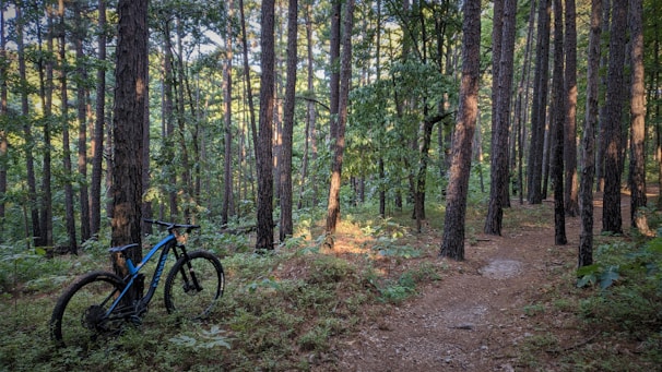 A mountain bike is stationed on a dirt trail surrounded by a dense forest of tall pine trees. Sunlight filters through the canopy, illuminating patches of the forest floor covered in ferns and underbrush.