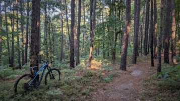 A mountain bike is stationed on a dirt trail surrounded by a dense forest of tall pine trees. Sunlight filters through the canopy, illuminating patches of the forest floor covered in ferns and underbrush.