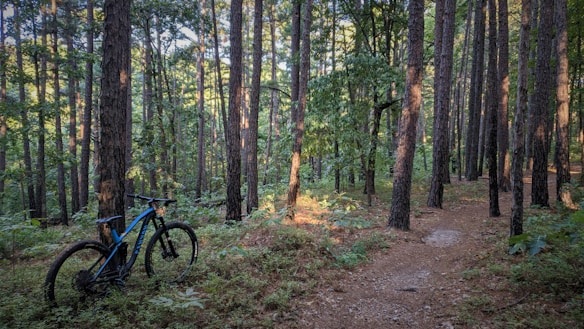 A mountain bike is stationed on a dirt trail surrounded by a dense forest of tall pine trees. Sunlight filters through the canopy, illuminating patches of the forest floor covered in ferns and underbrush.