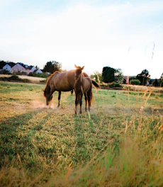 A sunlit pasture with American Quarter Horses grazing near rustic ranch buildings.