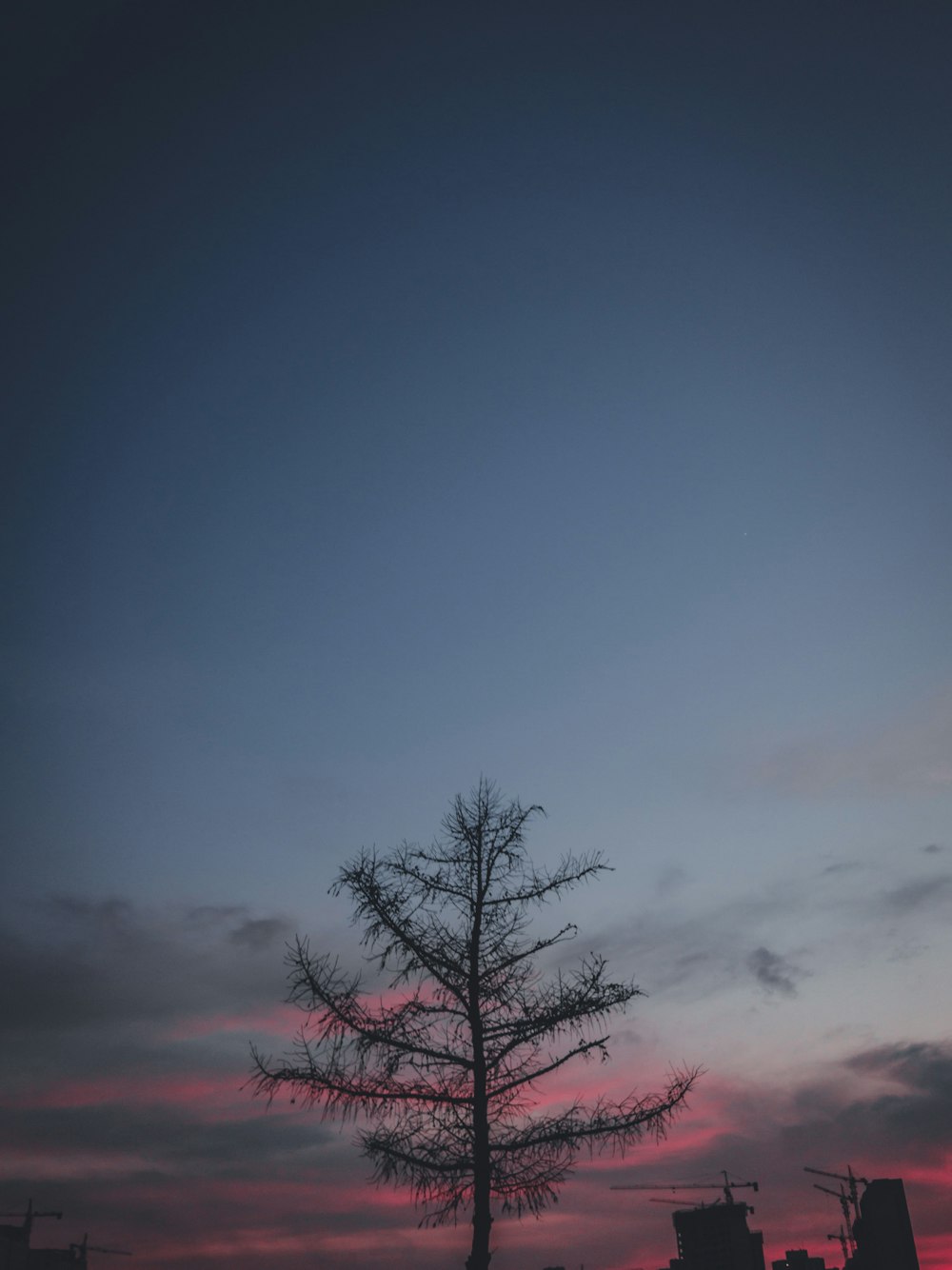 leafless tree under blue sky