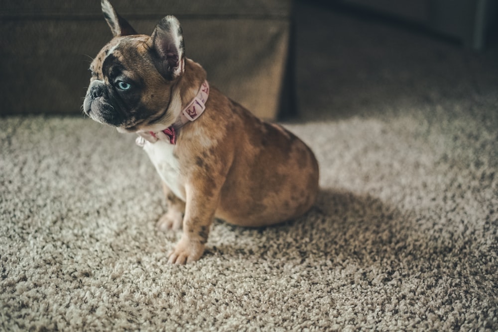 brown and white short coated dog on gray concrete floor