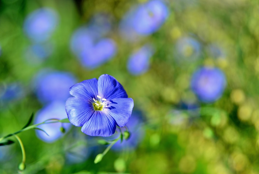 blue flower in tilt shift lens