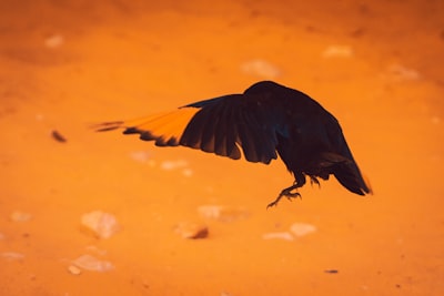 black and white bird flying