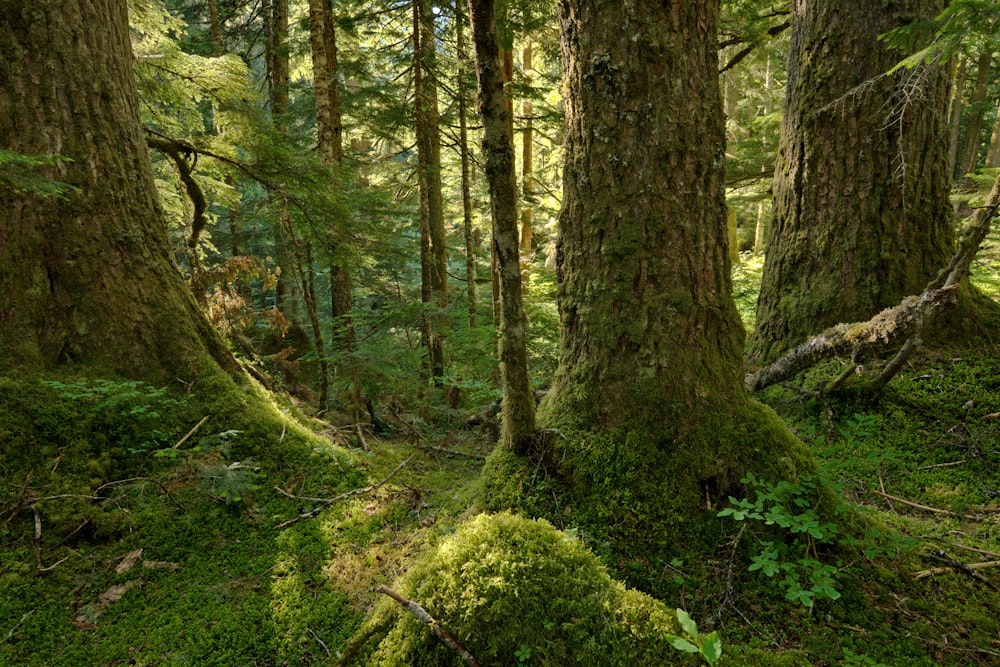 green moss on brown tree trunk