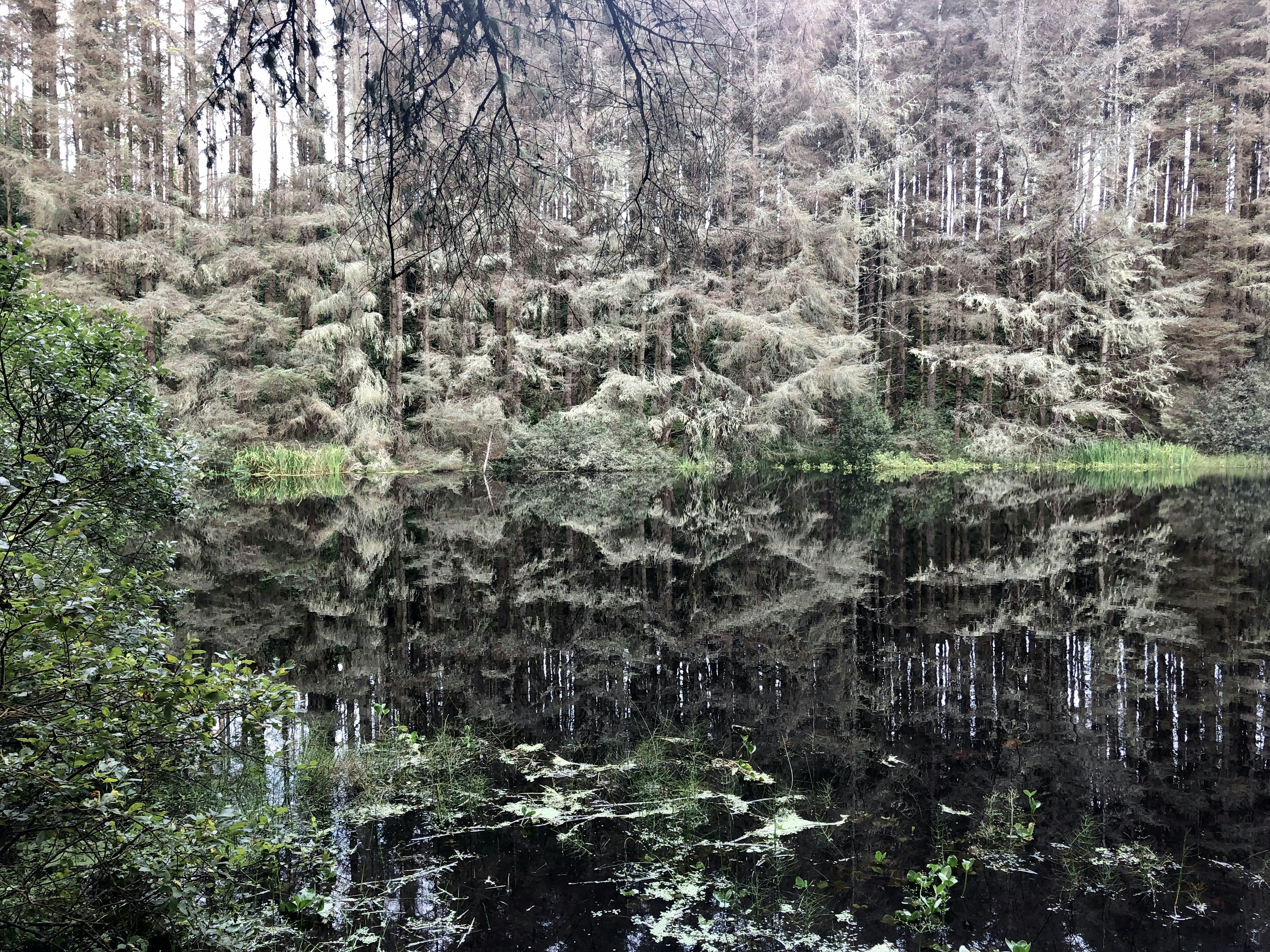 a body of water surrounded by lots of trees