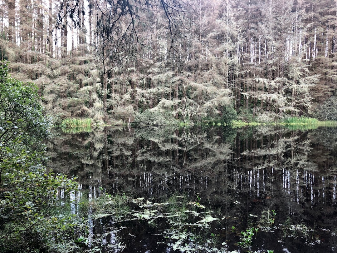 Forest photo spot Loughfad Sligo