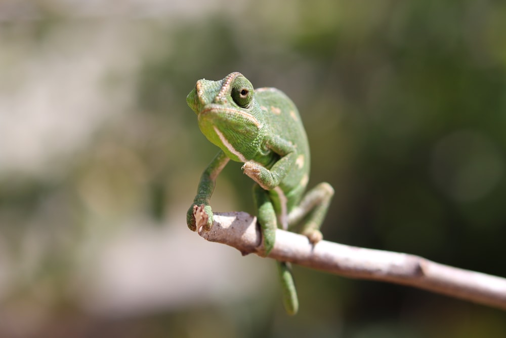 green chameleon on brown tree branch