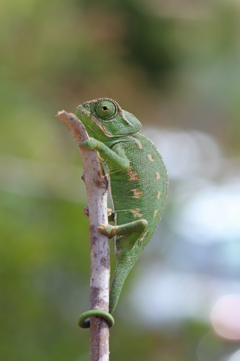 camaleão verde no galho marrom da árvore