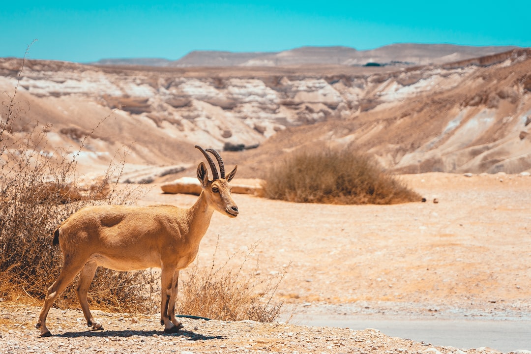travelers stories about Wildlife in Sde Boker, Israel