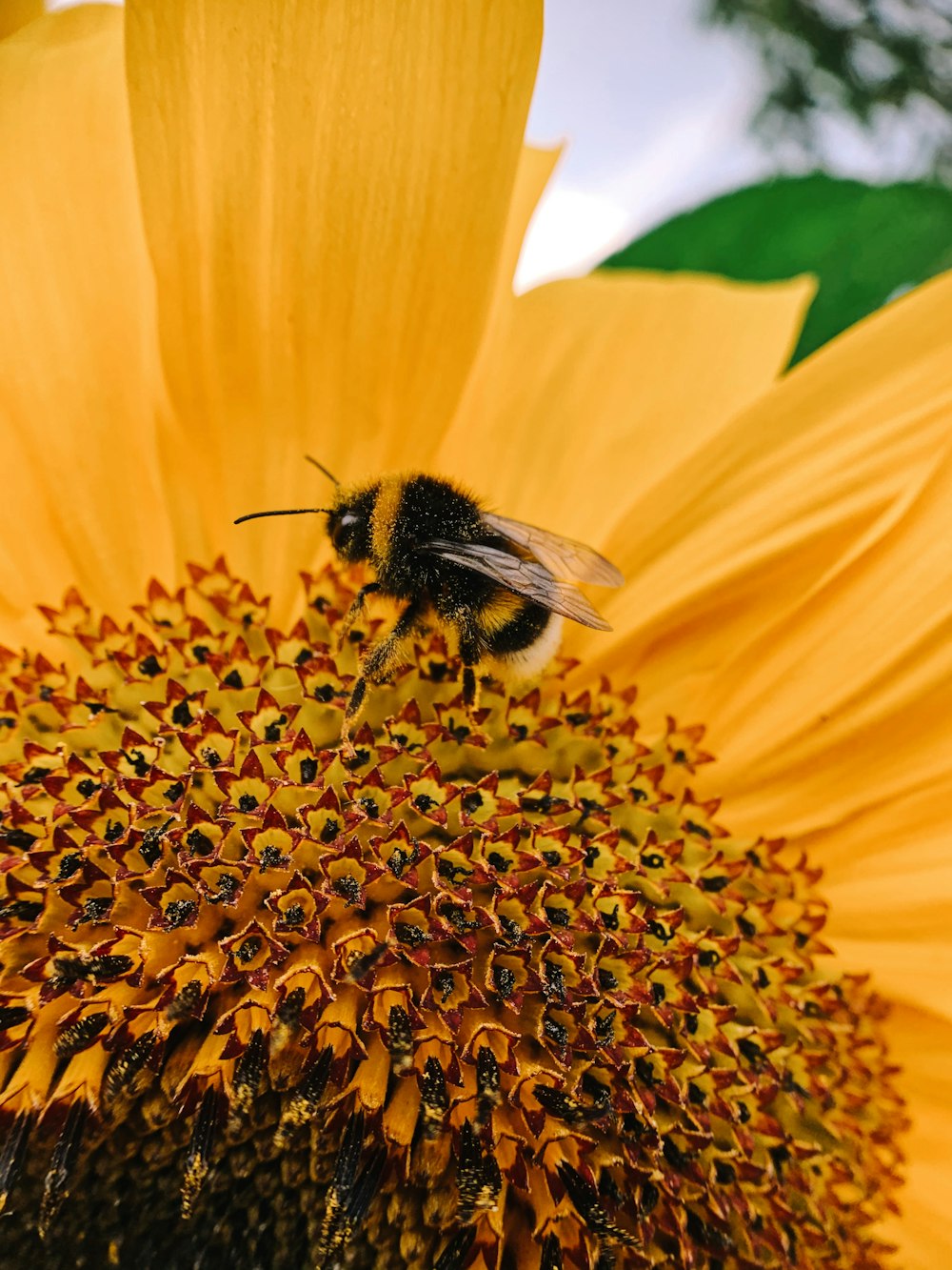 black and yellow bee on yellow flower