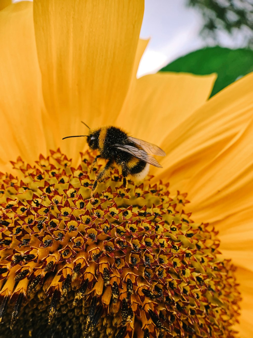 schwarze und gelbe Biene auf gelber Blume