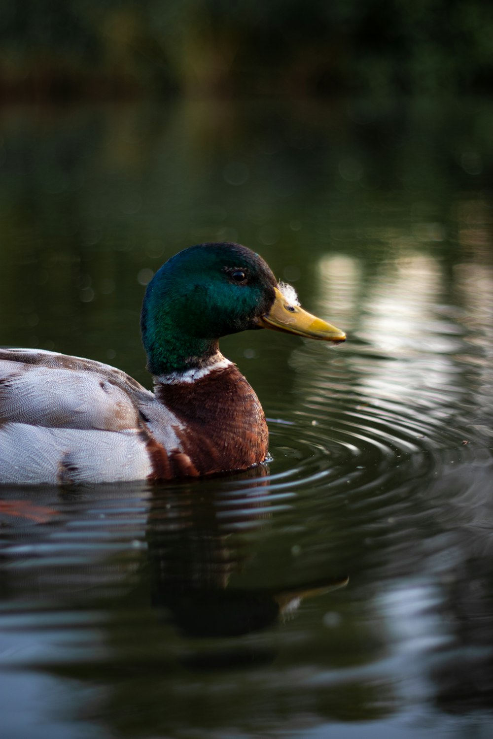 brown and green mallard duck on water