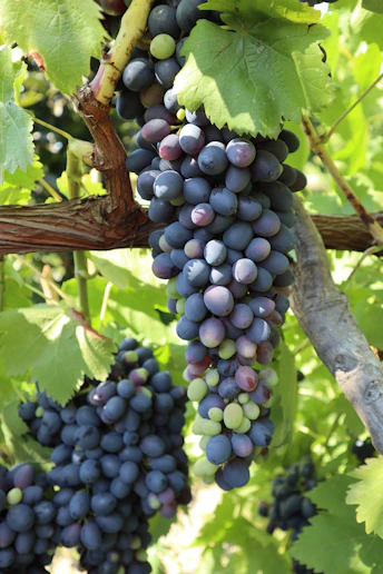 blue berries on brown tree branch