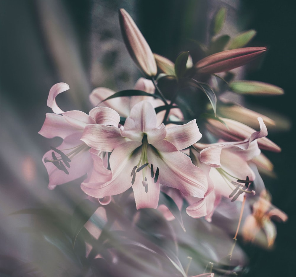 pink and white flowers in tilt shift lens