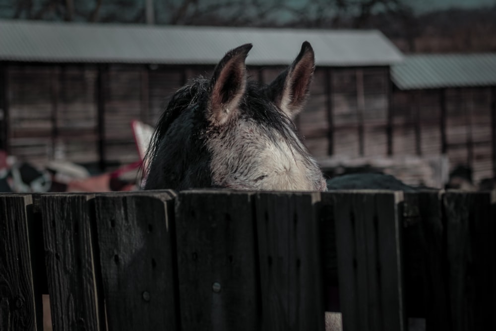 white and black horse in cage