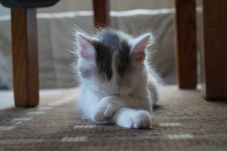 white and gray cat lying on brown textile