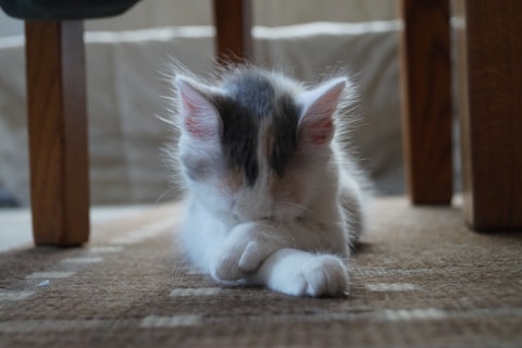 white and gray cat lying on brown textile