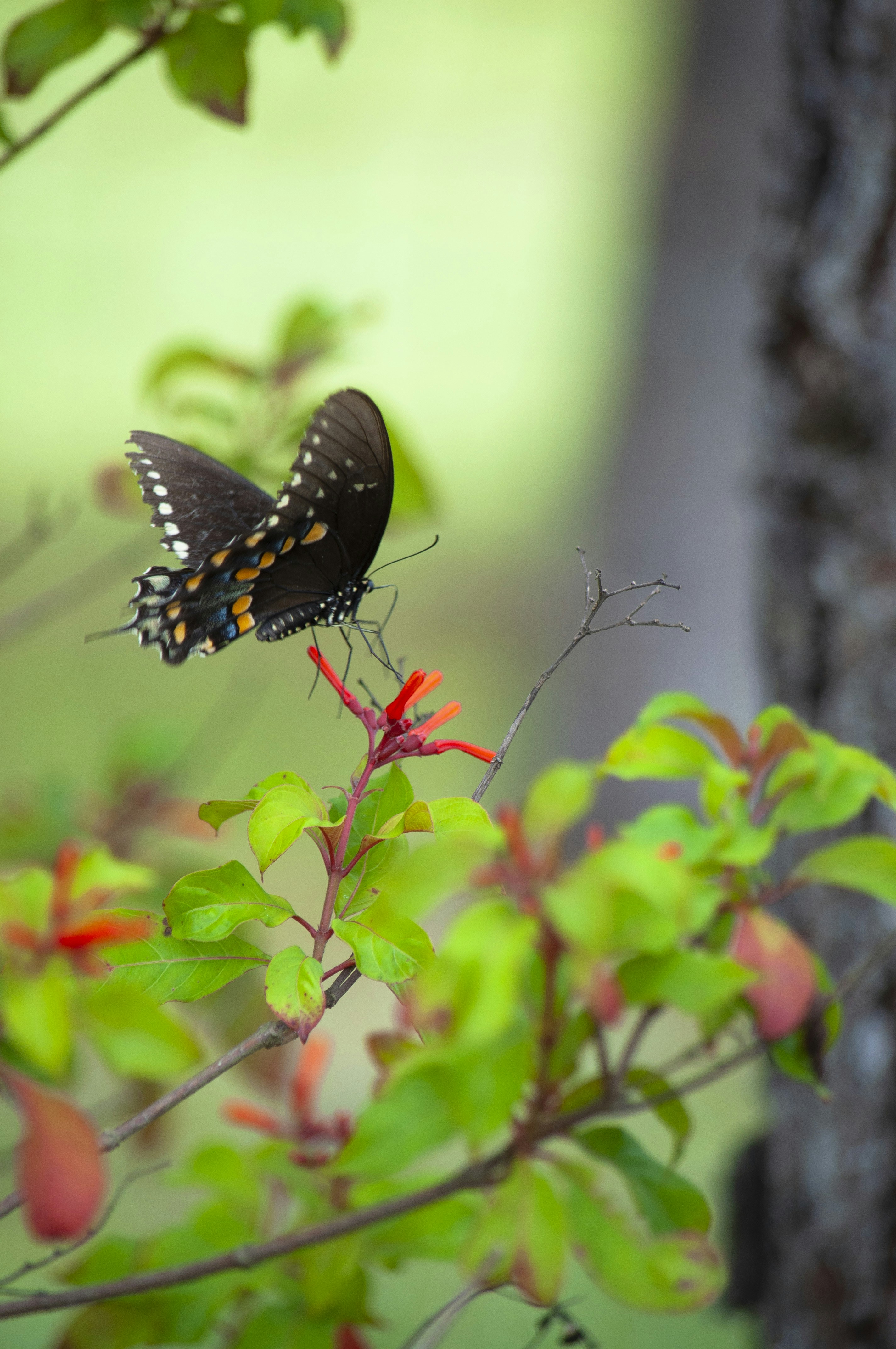 赤い花にとまる黒と白の蝶の写真 Unsplashの無料写真