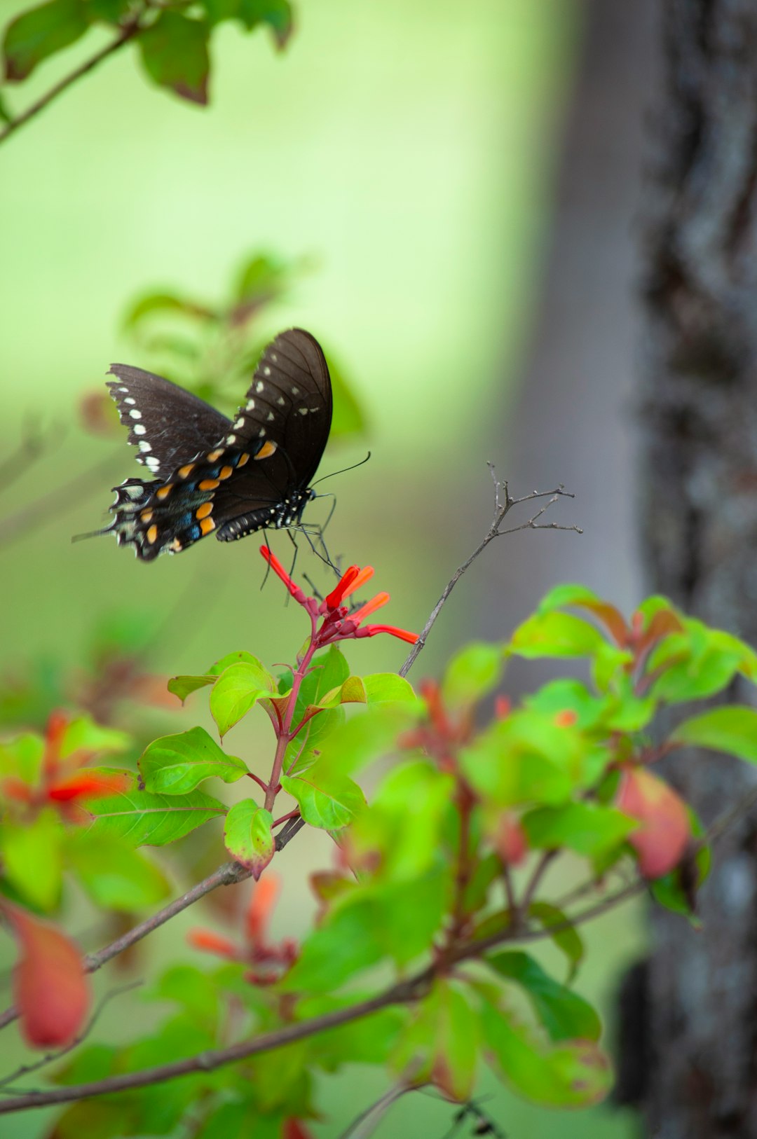 black and white butterfly perched on red flower