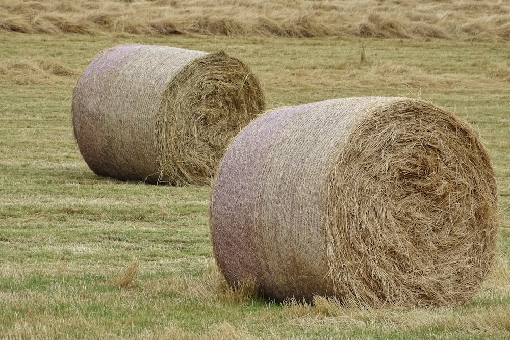 brown hays on green grass field during daytime