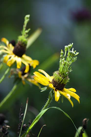 yellow flower in tilt shift lens