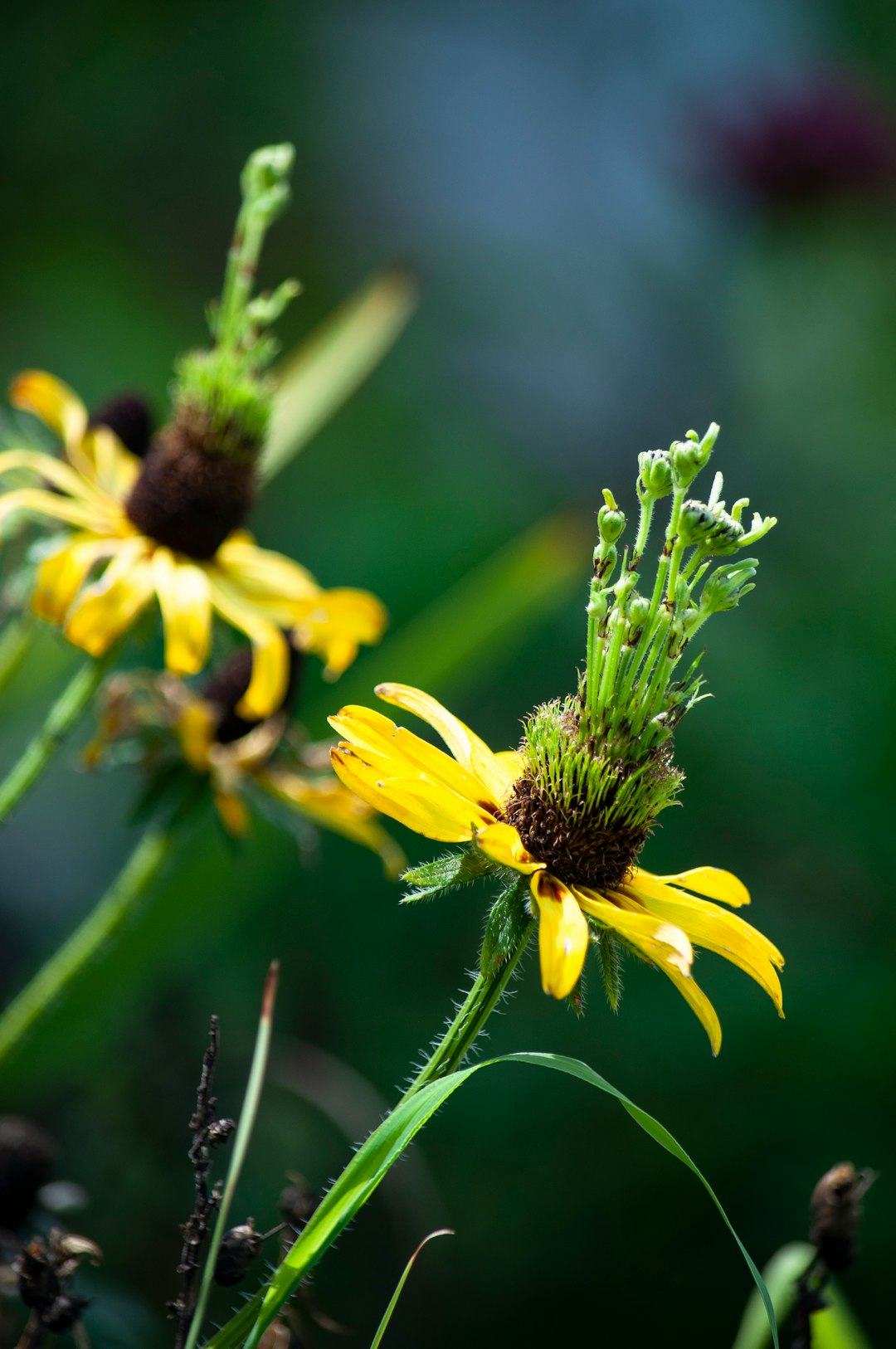 yellow flower in tilt shift lens