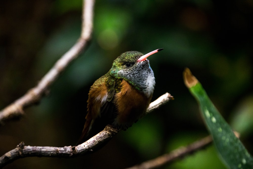 green and brown bird on brown tree branch during daytime